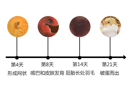 德州市德城區(qū)萬順孵化設(shè)備廠