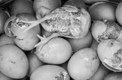 德州市德城區(qū)萬順孵化設(shè)備廠