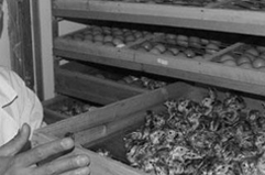 德州市德城區(qū)萬順孵化設(shè)備廠