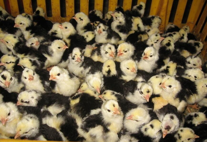 幾種造成胚胎病的成因