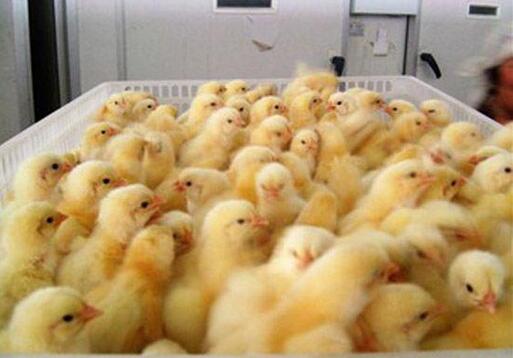 怎樣養(yǎng)殖貴妃雞？貴妃雞養(yǎng)殖要點(diǎn)