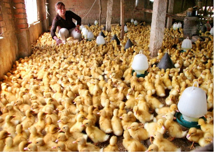 珍珠雞養(yǎng)殖技術(shù)