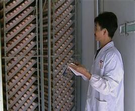 雞呼吸道病合理用藥