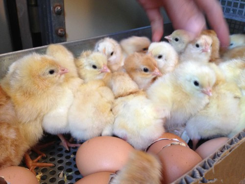 小雞飼養(yǎng)應(yīng)該做好哪些疫病的預(yù)防